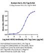 Human Her2/ErbB2 Protein (HER-HM402)
