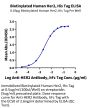 Biotinylated Human Her2/ErbB2 Protein (HER-HM402B)
