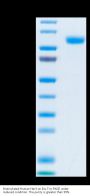 Biotinylated Human Her3/ErbB3 Protein (HER-HM403B)