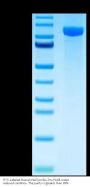FITC-Labeled Human Her3/ErbB3 Protein (HER-HM403F)