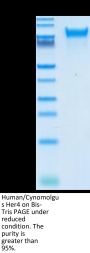 Human/Cynomolgus Her4/ErbB4 Protein (HER-HM4B4)