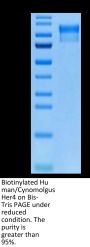 Biotinylated Human/Cynomolgus Her4/ErbB4 Protein (HER-HM4B4B)