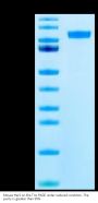 Mouse Her2/ErbB2 Protein (HER-MM102)