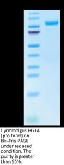 Cynomolgus HGFA Protein (pro form) (HGF-CM10A)