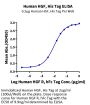 Human HGF Protein (HGF-HM101)