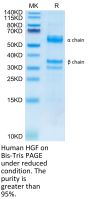 Human HGF Protein (HGF-HM101)