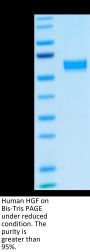 Human HGF Protein (HGF-HM201)