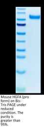 Mouse HGFA Protein (pro form) (HGF-MM10A)