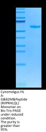 Cynomolgus HLA-G&B2M&Peptide (RIIPRHLQL) Monomer Protein (HLG-CM41C)