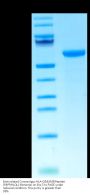 Biotinylated Cynomolgus HLA-G&B2M&Peptide (RIIPRHLQL) Monomer Protein (HLG-CM41CB)