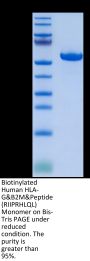 Biotinylated Human HLA-G&B2M&Peptide (RIIPRHLQL) Monomer Protein (HLG-HM41CB)