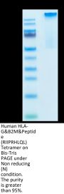 Human HLA-G&B2M&Peptide (RIIPRHLQL) Tetramer Protein (HLG-HM41CT)