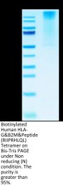 Biotinylated Human HLA-G&B2M&Peptide (RIIPRHLQL) Tetramer Protein (HLG-HM41CTB)