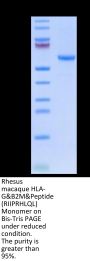Rhesus macaque HLA-G&B2M&Peptide (RIIPRHLQL) Monomer Protein (HLG-RM41C)
