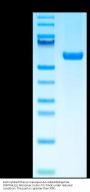 Biotinylated Rhesus macaque HLA-G&B2M&Peptide (RIIPRHLQL) Monomer Protein (HLG-RM41CB)