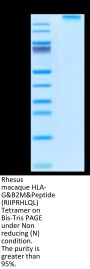 Rhesus macaque HLA-G&B2M&Peptide (RIIPRHLQL) Tetramer Protein (HLG-RM41CT)
