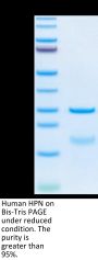 Human HPN Protein (HPN-HM101)