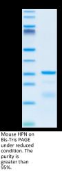 Mouse HPN Protein (HPN-MM101)