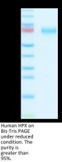 Human HPX Protein (HPX-HM101)