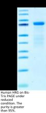 Human HRG/HPRG Protein (HRG-HM101)