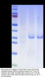 Human HTRA1 Protein (HTR-HE1A1)