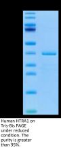 Human HTRA1 Protein (HTR-HE1A1)