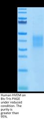Human HVEM/TNFRSF14 Protein (HVE-HM111)
