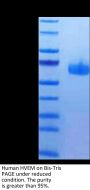 Human HVEM/TNFRSF14 Protein (HVE-HM211)