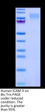 Human ICAM-3/CD50 Protein (IAM-HM103)