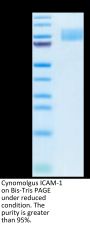 Cynomolgus ICAM-1/CD54 Protein (ICM-CM101)