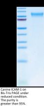 Canine ICAM-1/CD54 Protein (ICM-DM101)