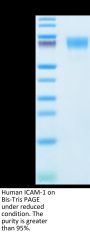 Human ICAM-1/CD54 Protein (ICM-HM101)
