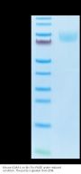Mouse ICAM-1/CD54 Protein (ICM-MM101)