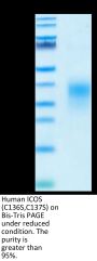 Human ICOS/CD278 (C136S, C137S) Protein (ICO-HM102)