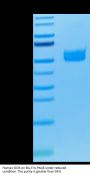 Human ICOS/CD278 Protein (ICO-HM201)