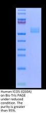 Human ICOS/CD278 (Q50A) Protein (ICO-HM20M)