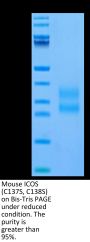 Mouse ICOS/CD278 (C137S, C138S) Protein (ICO-MM102)
