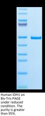 Human IDH1 Protein (IDH-HE101)