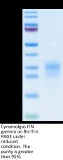 Cynomolgus IFN gamma/IFNG Protein (IFN-CM10G)