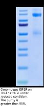 Cynomolgus IGF1R/CD221 Protein (IGF-CM41R)