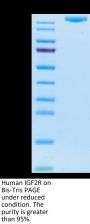 Human IGF2R Protein (IGF-HM12R)