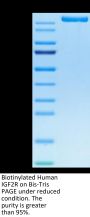 Biotinylated Human IGF2R Protein (IGF-HM12RB)