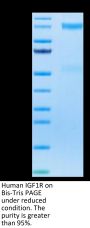 Human IGF1R/CD221 Protein (IGF-HM41R)