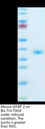 Mouse IGFBP-2 Protein (IGF-MM102)