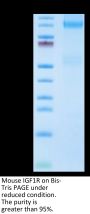 Mouse IGF1R/CD221 Protein (IGF-MM41R)