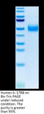 Human IL-17RB Protein (IL1-HM1RB)