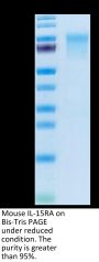 Mouse IL-15RA/IL-15 R alpha/CD215 Protein (IL5-MM2RA)
