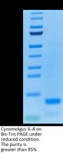 Cynomolgus IL-8/CXCL8 Protein (IL8-CM108)