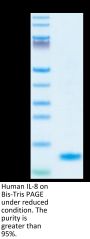Human IL-8/CXCL8 Protein (IL8-HM1RA)