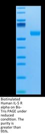 Biotinylated Human IL-5 R alpha/CD125 Protein (ILR-HM45RB)